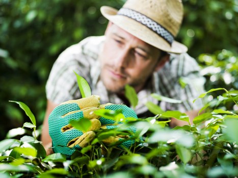 A close-up of a man wearing a beige straw hat, light-colored shirt, and teal gardening gloves, carefully pruning or trimming a lush, green hedge in an outdoor garden setting. The hedge features dense, glossy leaves, with some slightly lighter in colour, and runs horizontally across the foreground and background of the image. The background shows blurred greenery and trees, indicating a well-maintained landscaped garden. The scene is illuminated by natural daylight, suggesting a bright, partly sunny day, with the man focused on his gardening tasks. This outdoor space, with its neatly trimmed hedge, vibrant foliage, and natural textures, reflects professional lawn and garden maintenance, typical of services provided by Gardening Services Wimbledon in the Wimbledon area, post code SW19, emphasizing precision and care in garden landscaping and upkeep.